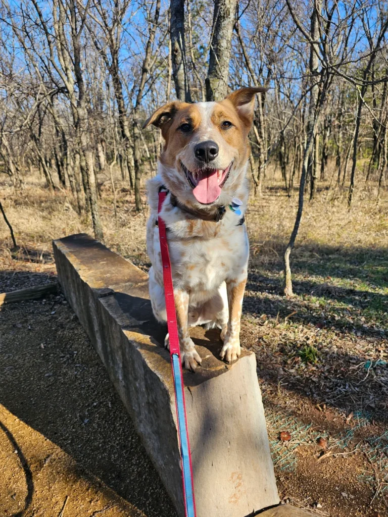 Grizzmo