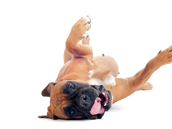 10 Most Wild Crazy Dog Breeds