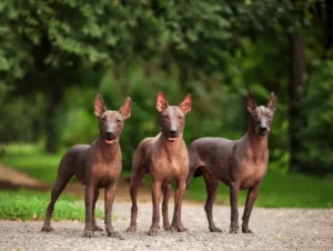 15 weirdest dog breeds