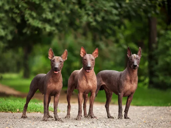 15 weirdest dog breeds