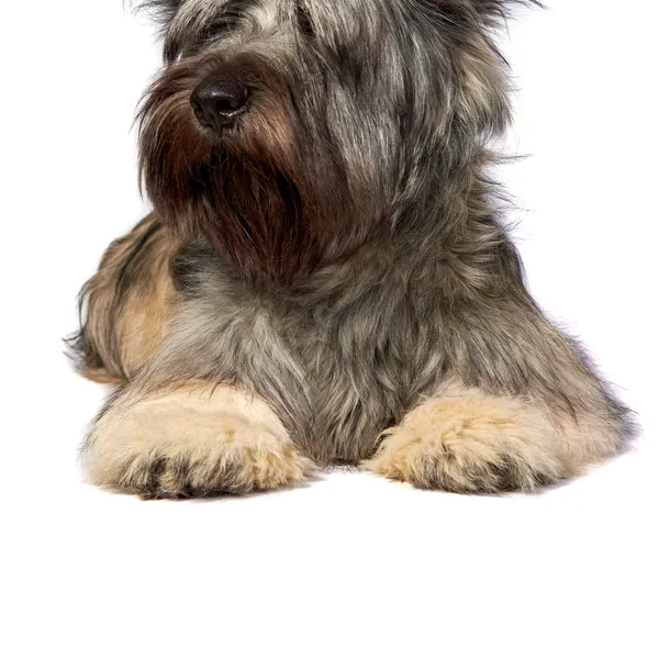 20 breeds that you never knew existed