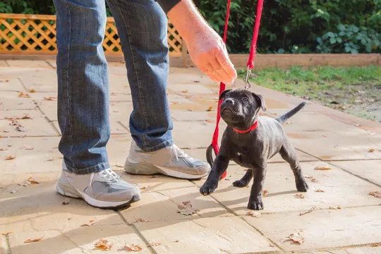 Best dog obedience training in Edmond and OKC - Services