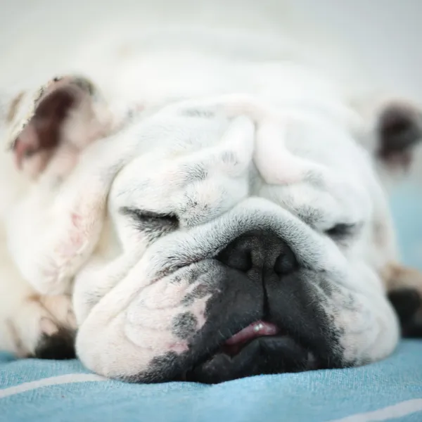 Laziest dog breeds exposed