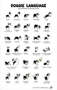 doggie language starring Boogie the Boston Terrier