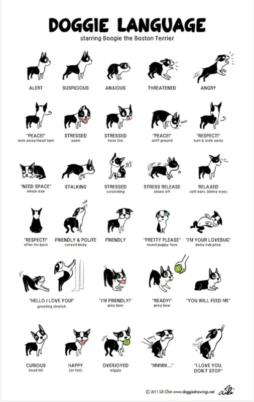 doggie language starring Boogie the Boston Terrier
