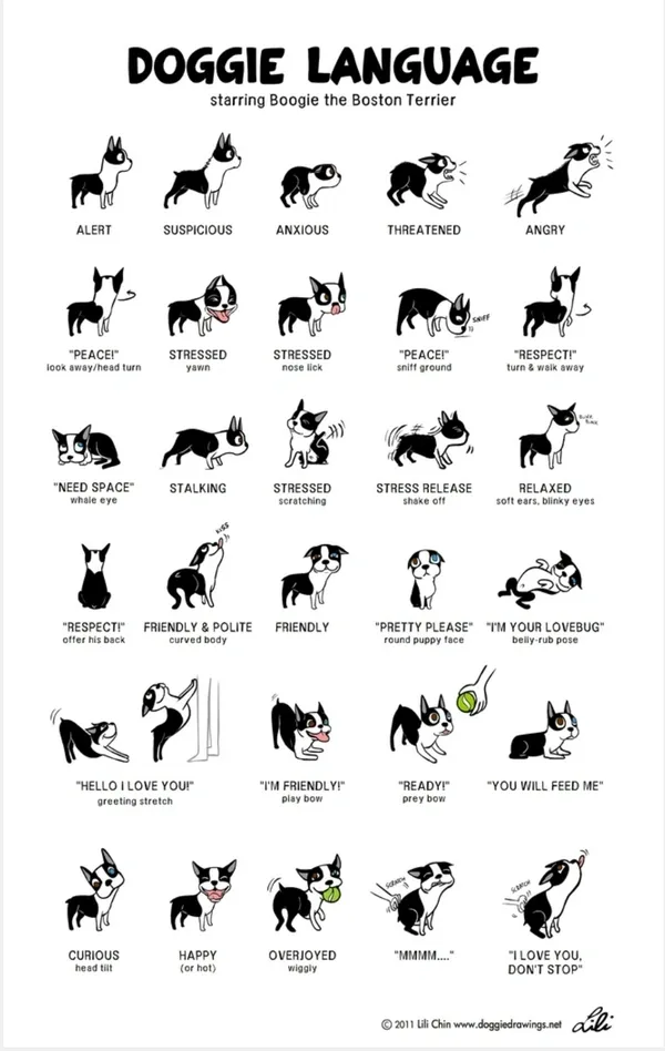 doggie language starring Boogie the Boston Terrier