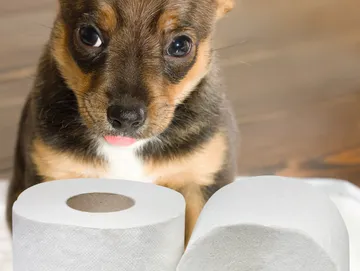 puppy primer and rescue dog training