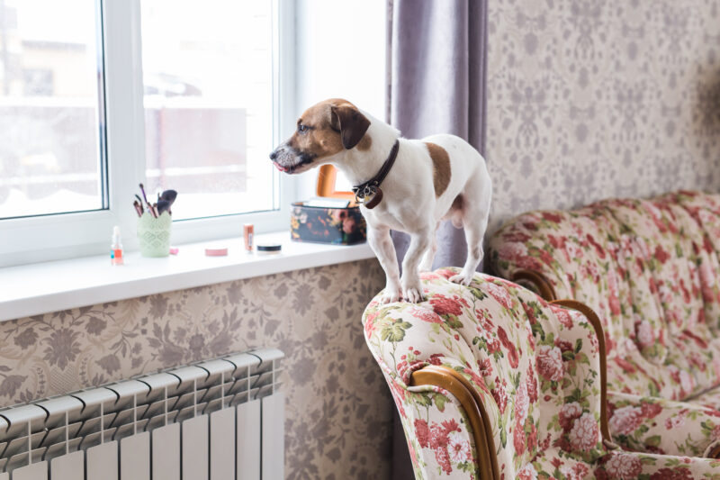 Jack Russell terrier in home behavior consultation