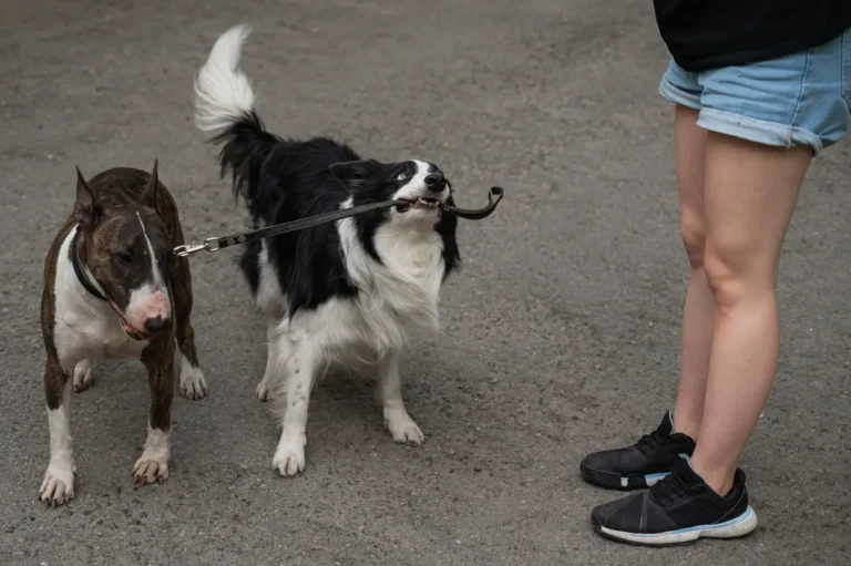 Lifelong journey training package with Rover Walks
