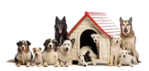 picking the right dog
