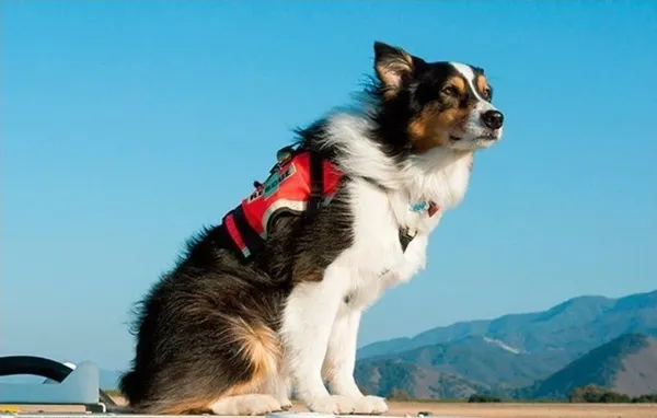 Let's Talk Dog article