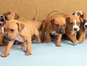 Puppy temperament testing package