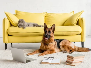 urban ruffneck packages two hour behavior consultation 1
