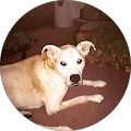 Noreen L. Avatar